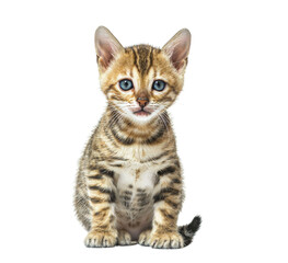 Bengal kitten sitting facing at the camera, six weeks old, isolated on white