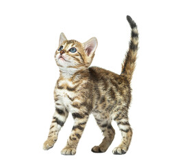 Bengal cat kitten looking up, six weeks old, isolated on white