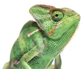 Macro on a veiled chameleon head, Chamaeleo calyptratus, isolated on white - obrazy, fototapety, plakaty