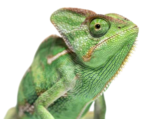 Gordijnen Macro on a veiled chameleon head, Chamaeleo calyptratus, isolated on white © Eric Isselée