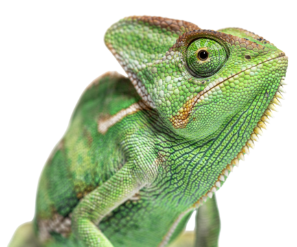 Macro on a veiled chameleon head, Chamaeleo calyptratus, isolated on white