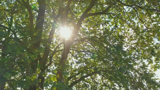 Relaxing scenic shot of sun rays shining trough green Elm tree leafs, spring summer season,  peaceful spiritual place concept. Slide movement. 