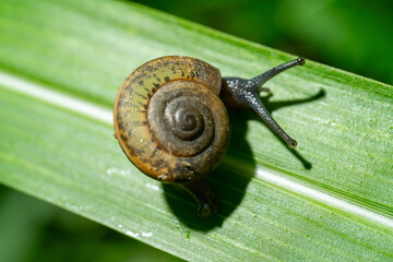 snail on a leaf