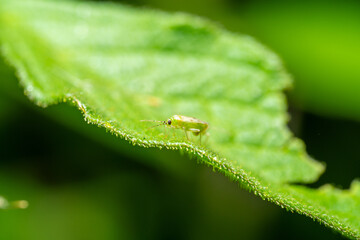 Aphis craccivora Koch on a leaf