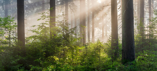 Natural Forest of Spruce Trees with Sunbeams through Fog