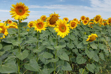 Beautiful sunflowers in a farm field