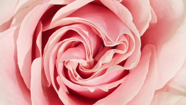 Beautiful opening pink rose on white background. Petals of Blooming pink rose flower open, close-up. Holiday, love, birthday design backdrop. Macro. Production Close-Up. High quality 4k footage