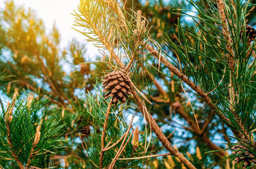 Pine cones on pine branches in the forest. Ornamental plant, coniferous forests, nature conservation