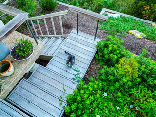 above cat in garden deck