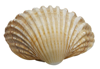 Closeup of a cockle seashell, isolated focus stacking