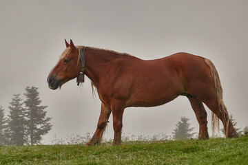 Fototapeta premium Horses grazing on the Col de la Hourcère from where you can see great peaks of the Pyrenees such as Pic d'Anie, in the French Pyrenees region