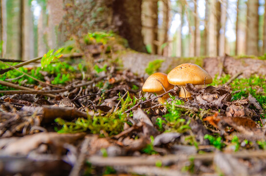 Beautiful cute orange mushrooms in an autumn forest surrounded fallen leaves and moss. Spruce woods. Could be Phlegmacium triumphans or birch webcap probably not edible. 