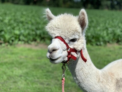 Alpakas in einem niederl&auml;ndischen Tierpark