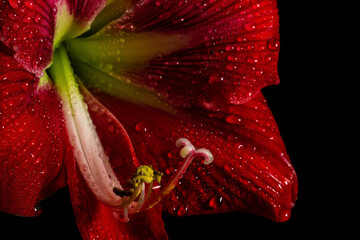 Vibrant red amaryllis flower on black background, showcasing delicate beauty in nature.