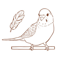 セキセイインコのイラスト