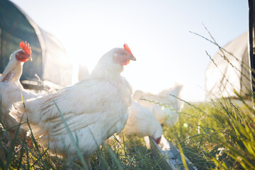 Agriculture, nature and sustainability with chicken on farm for food, eggs production and...