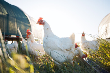 Agriculture, nature and health with chicken on farm for sustainability, eggs production and...