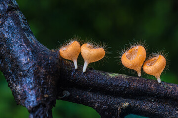 Cookeina tricholoma(Mont.),          the strange of mushroom in the rainy season in tropical forest.