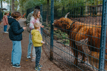 Family with child in zoo feeds buffalo. Happy family, young mother with three children, cute laughing toddler boy and a teen age girl and boy feeding buffalo during a trip to a city zoo on a hot - obrazy, fototapety, plakaty