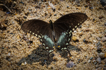 Spicebush Swallowtail (2023)