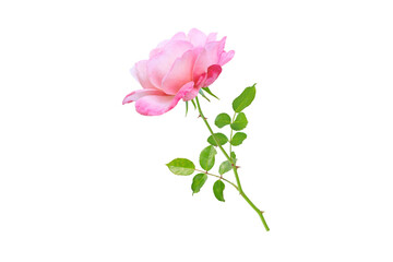 Pink rose flower and leaves branch side view isolated transparent png