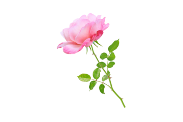 Pink rose flower and leaves branch side view isolated transparent png