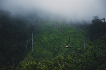 Breathing in the freshness of a world painted in green