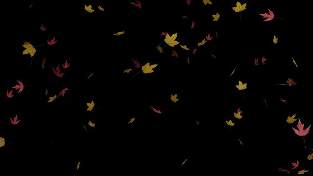 Looping red and yellow falling maple leaves isolated on black