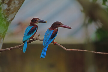 White throated kingfisher couple perched on branch at my home garden Galle Sri Lanka.- Bird photography.