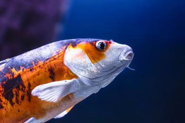 A close-up headshot of an orange and white koi carp with whiskers, swimming underwater