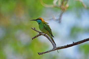 Green bee eater perched on a branch waiting for an insect - Bird photography.