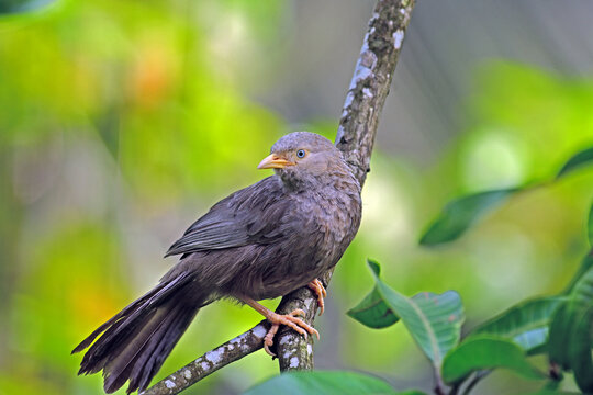 Orange billed Babler perched on a branch looking back. - Bird photography.