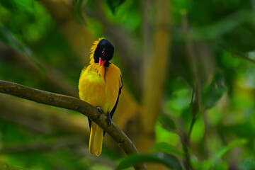 Black hooded Oriole cleaning its feathers perched on a tree. - Bird photography.