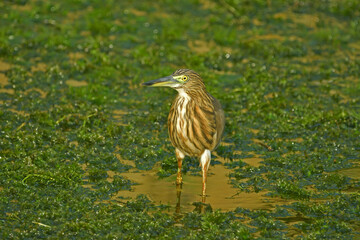 Obraz premium Pond heron in a canal with vegetations - Bird photography.