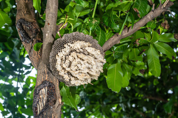 Wasp's nest or hexagonal decorative design on tree.