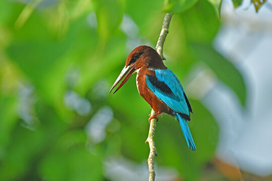 White throated kingfisher aiming at a fish - Bird photography.