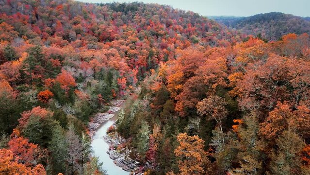 Ozark mountains and river in autumn with aerial drone flying over with fall colored forest leaves in Arkansas