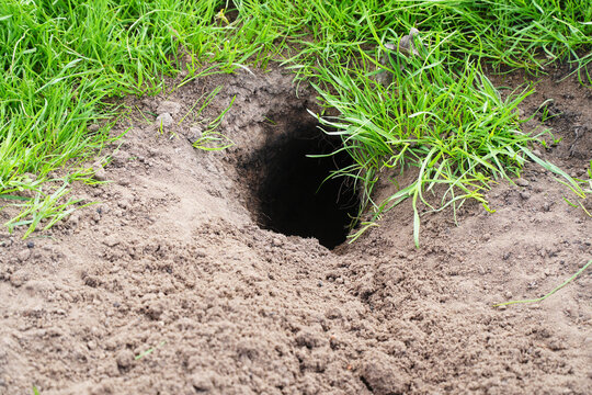 Freshly dug gopher hole in the ground