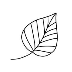 Vector doodle leaf sketch. Hand drawn tree leaf isolated