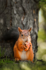 Red Squirrel climbing up in a tree...