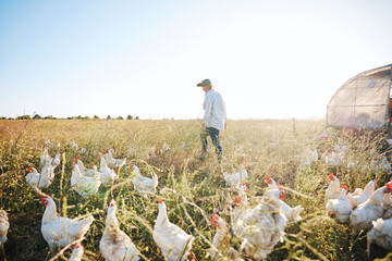 Walking, nature or farmer farming chicken on grass field harvesting poultry livestock in small business. Dairy production or person with animal, hen or rooster for sustainability or agro development - Powered by Adobe