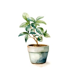 House plant isolated on white background in watercolor style