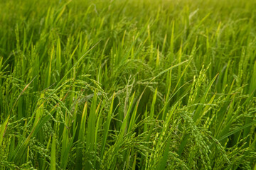 Fototapeta na wymiar Close up of rice in the rice field, green rice background.