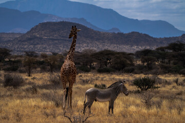 Giraffe with Zebra