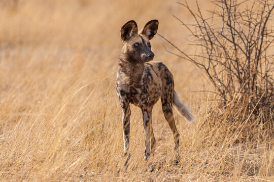 African wild dog (Lycaon pictus) standing on savanna in tall grass
