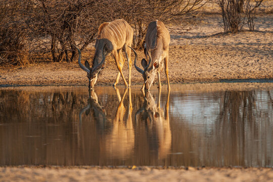 Greater Kudu (Tragelaphus strepsiceros); two males drinking from a waterhole in the Kalahari Game Reserve, Botsawa