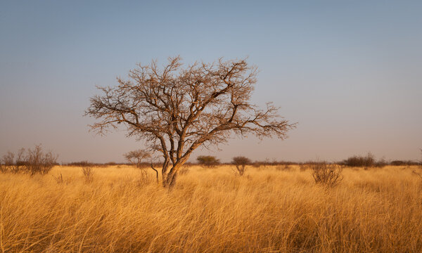 Dry savanna landscape with trees and thicket at sunset, Central Kalahari Game Reserve, Botswana