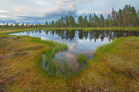 Taiga landscape in central Sweden with boreal forest and swamp.