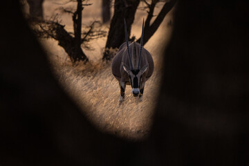Fototapeta premium Sword antelope