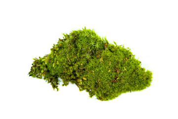 Natural green moss close up.